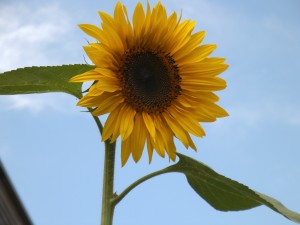 Tournesol